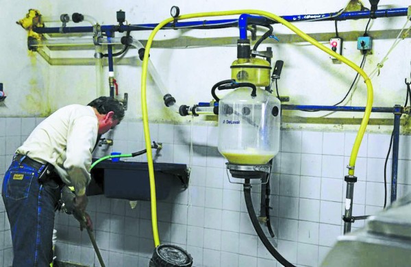 Exportadores hondureños de okra americana presionan el acelerador al 50%