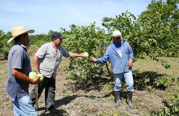 Honduras superó a China en cultivo de guayaba perla