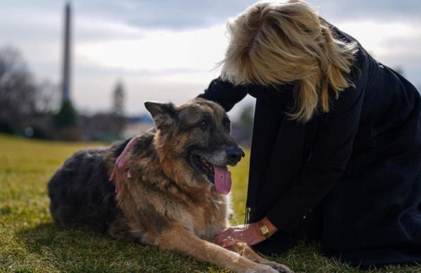 Las mascotas de Biden se mudan a la Casa Blanca