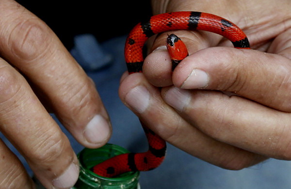 Adrenalina y aventura en cuenca del río Cangrejal