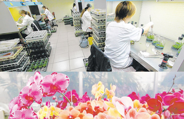 En Taiwán se producen orquídeas como iPhones