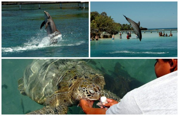 Isla de Roatán, el edén insular de la aventura en Honduras