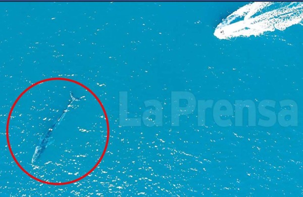 Muere Gran Berta, la ballena de 21 metros que visitaba Tela