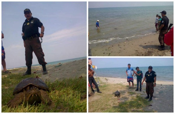 Rescatan tortuga 'sambunango' en las playas de La Ceiba