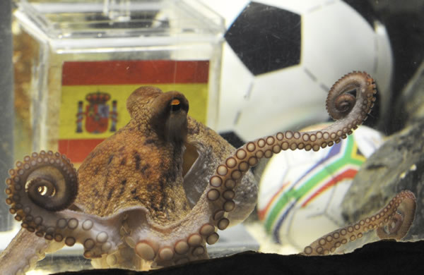 Pulpo Paul predice la victoria de España en la final del Mundial
