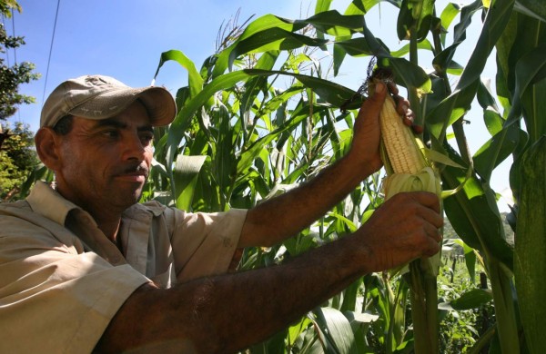 Invertirán L400 millones en compra de maíz