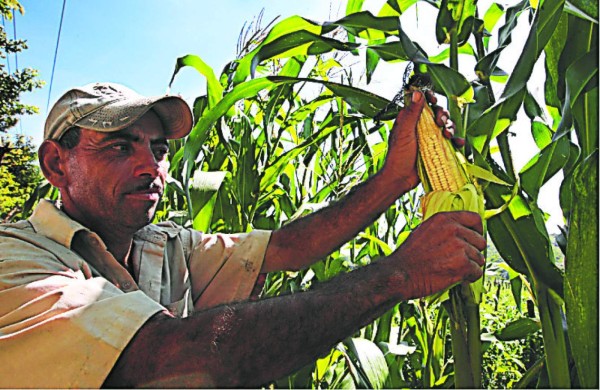 Con escuelas de campo elevarán productividad