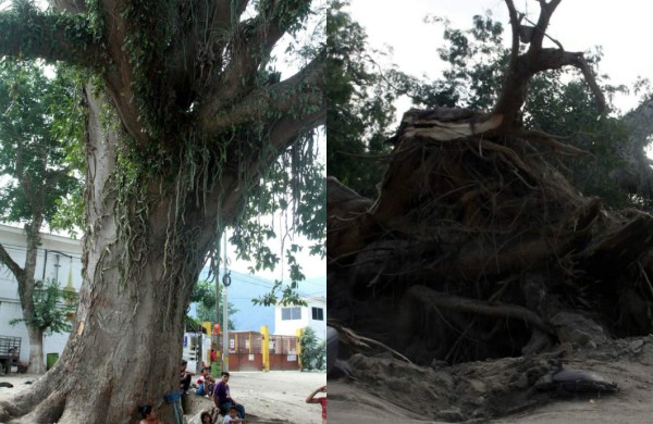 Trabajan en levantar árbol gigante que cayó en El Zapotal
