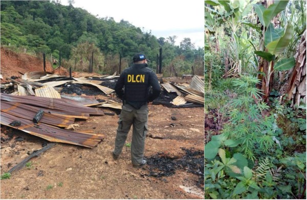 Descubren 20 manzanas cultivadas con hoja de coca