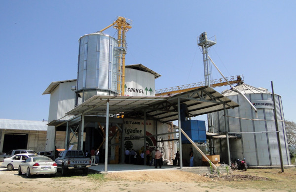 180,000 quintales de maíz producirán en Yoro en 2014