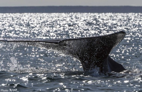 México: Fallece turista en choque de embarcación con ballena