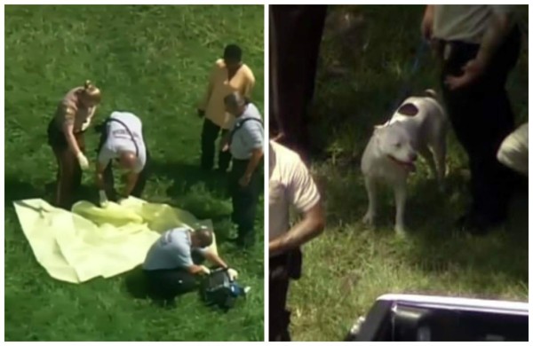 Perro pitbull mata a un niño de cuatro años en Miami-Dade