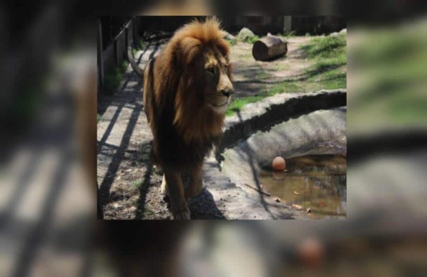 Hombre es atacado por león en el zoológico de El Picacho