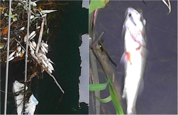 Falta de oxígeno ocasionó muerte de peces en canal del Lago de Yojoa