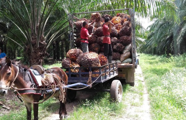 Campesinos aún no reciben protección