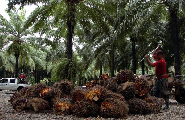 Mejora producción palmera pero se deprimen los precios