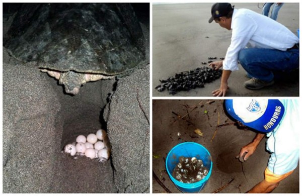 Honduras: El Venado, el pueblo que lucha por preservar las tortugas