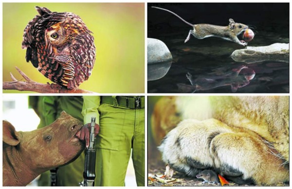 50 fotografías compiten por ser la mejor del año