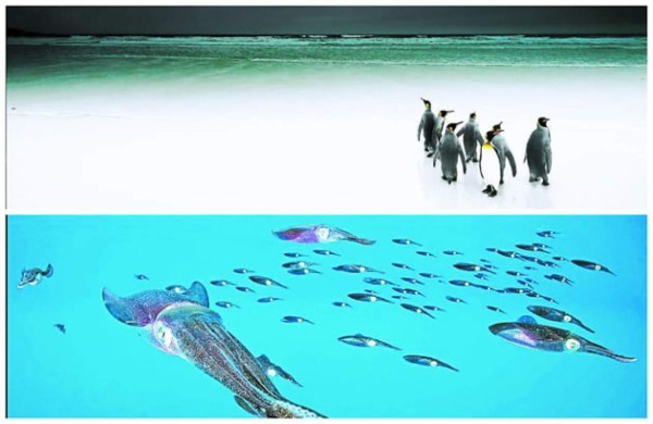 50 fotografías compiten por ser la mejor del año