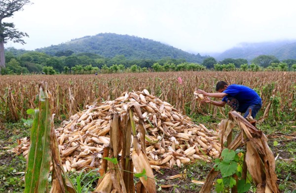 Banhprovi coloca L3,600 millones en préstamos