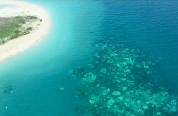 Un tercio de coral muerto o muriendo en partes de Gran Barrera