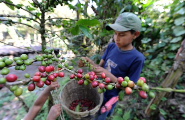 Guatemala crea comisión contra el trabajo infantil en fincas cafeteras