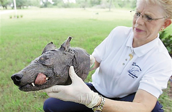 El Chupacabras mordió la imaginación