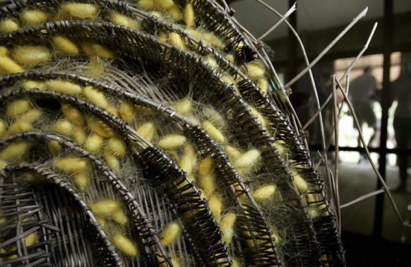 Científicos chinos usan seda para fabricar tornillos de fijación craneal