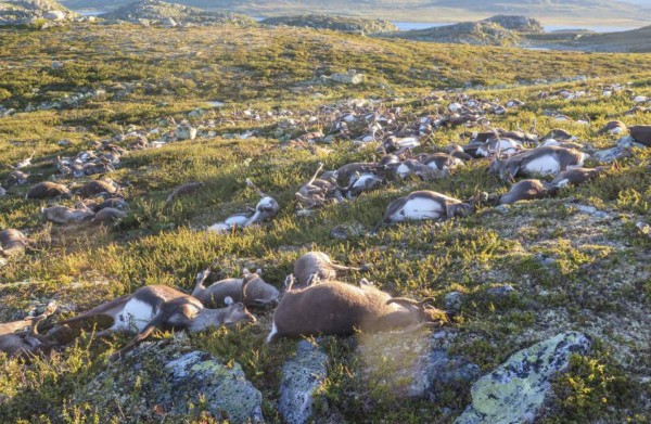 Un rayo mata a 323 renos en Noruega&nbsp;&nbsp;
