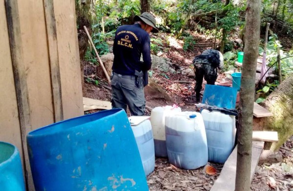 Este miércoles destruirán una plantación de coca en Honduras