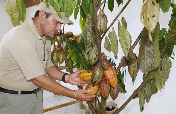 Universitarios aprenderán sobre producción de cacao