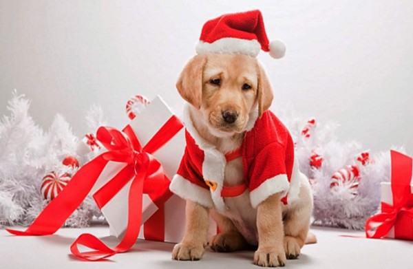 Cuando el regalo de Navidad del niño es una mascota
