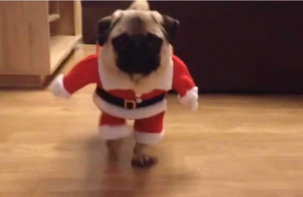 ¡Santa Pug está llegando!