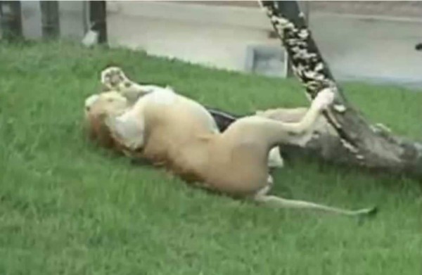 Will, el león que se 'alegró' al tocar tierra después de 13 años