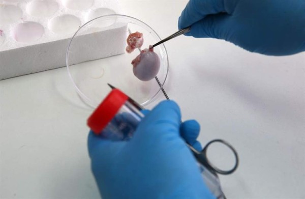 Clonar alpacas, la próxima meta de la universidad más antigua de América