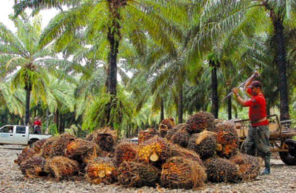 Plaga tiene en jaque a palmeros