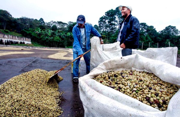 Cortadores de café imponen los precios en Copán