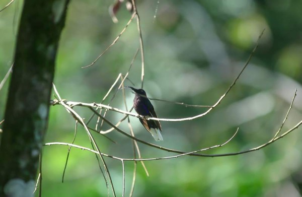 Existe gran variedad de fauna silvestre como aves, reptiles, mamíferos y anfibios; algunas de estas especies se encuentran en peligro de extinción.