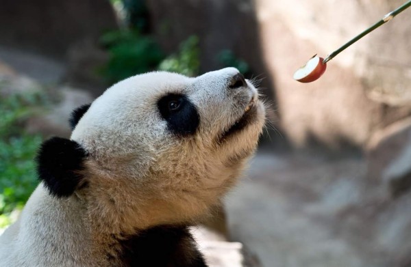 Pareja de pandas celebra las relaciones de China con Malasia