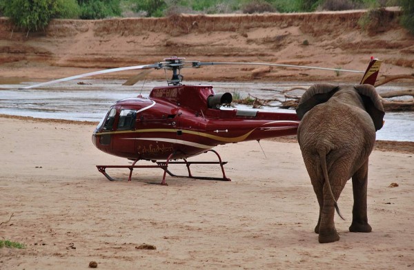 La tecnología al rescate de los elefantes africanos