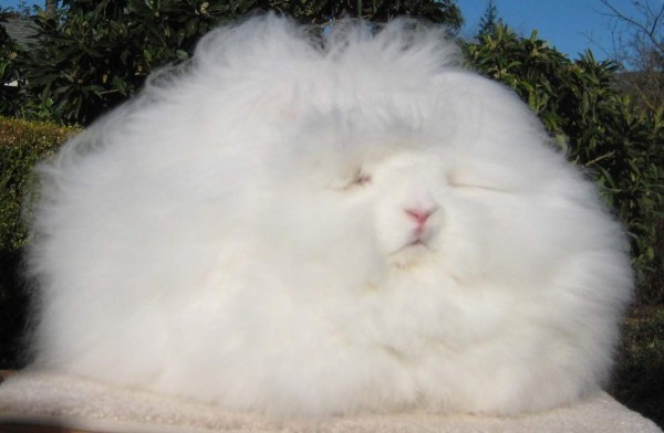 El conejo más peludo del mundo
