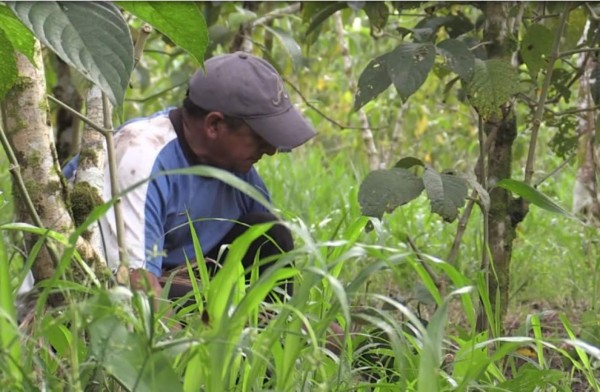 Los pueblos fantasma de la coca