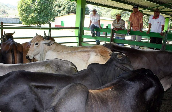 Aumento general de la demanda le pasa factura al hato ganadero hondureño