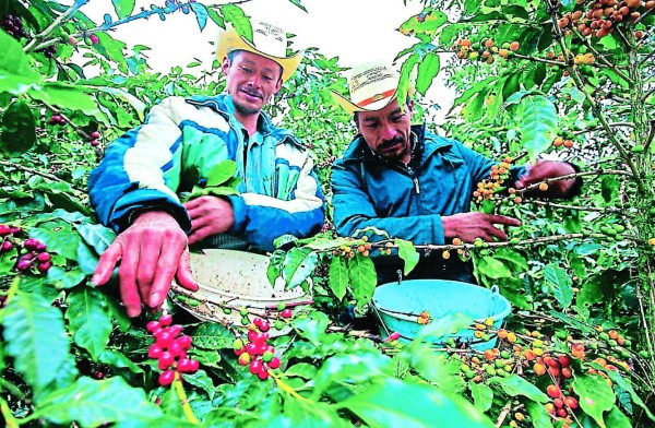 El café generará cerca de $1,200 millones a la economía hondureña