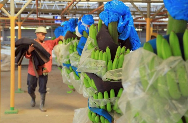 Honduras busca volver a exportar bananos a la UE