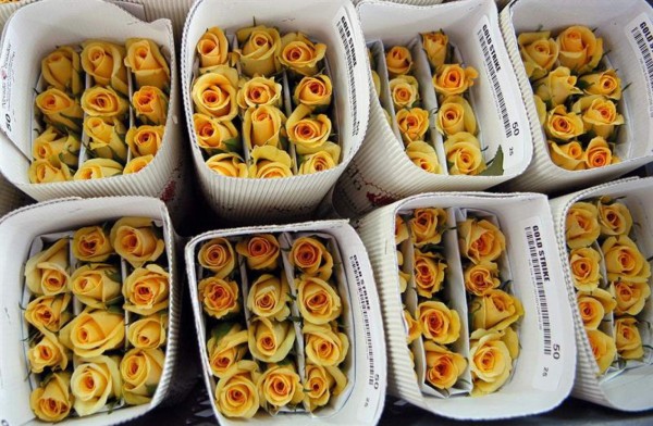 Exportaciones de flores guatemaltecas se triplican el Día de San Valentín  