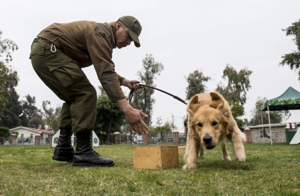 A dog attends a training session at the Chilean police canine training school in Santiago, on October 09, 2018. - Two hundred dogs of different breeds, such as German Shepherd, Belgian Shepherd, Labrador, Golden Retriever and Swiss Shepherd, are trained at the training school located in the San Cristobal hill, a green lung in downtown Santiago. (Photo by Martin BERNETTI / AFP) / TO GO WITH AFP STORY BY MIGUEL SANCHEZ