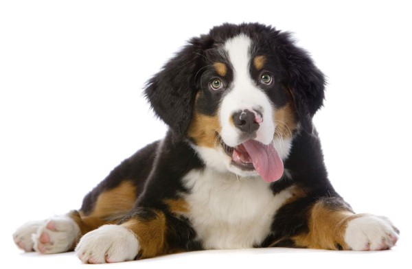 Los perros nos entienden