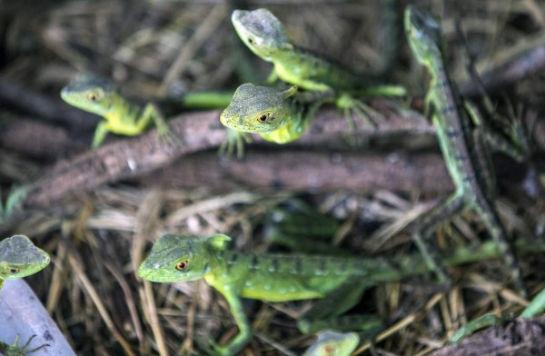 Comercio de mascotas exóticas y peligrosas seduce a Nicaragua