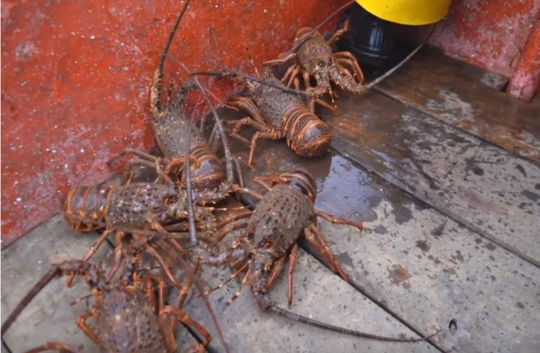 La langosta, principal riqueza de Juan Fernández en Chile&nbsp;&nbsp;&nbsp;&nbsp;